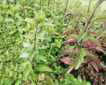 Máta klasnatá 'Black Mitcham'