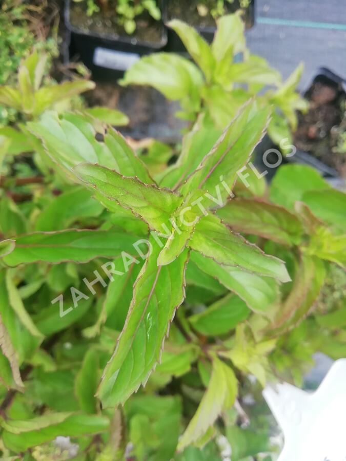 Máta peprná 'Basil Mint' - Mentha piperita 'Basil Mint'