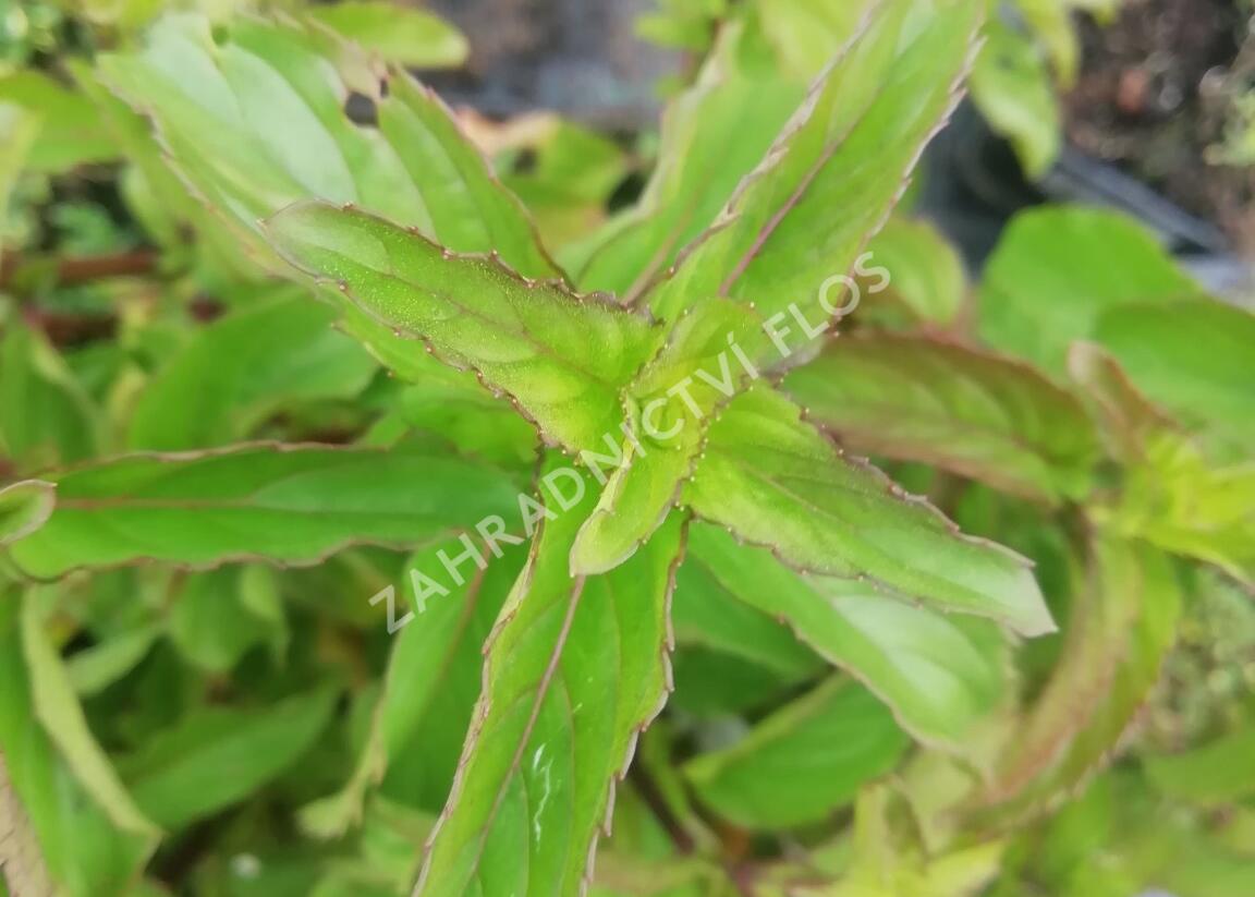 Máta peprná 'Basil Mint' - Mentha piperita 'Basil Mint'