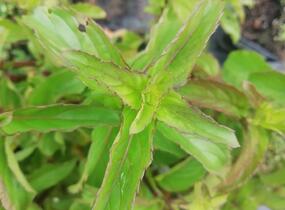 Máta peprná 'Basil Mint' - Mentha piperita 'Basil Mint'