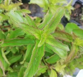 Máta peprná 'Basil Mint' - Mentha piperita 'Basil Mint'