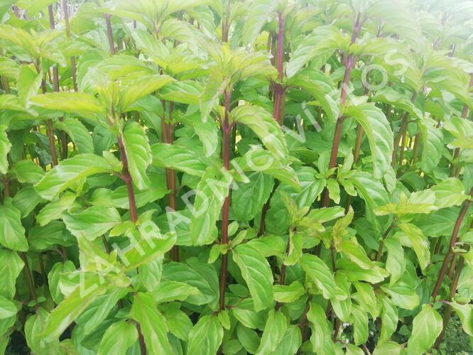 Máta peprná 'Basil Mint' - Mentha piperita 'Basil Mint'