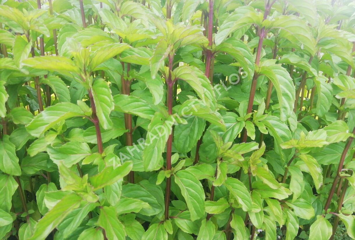 Máta peprná 'Basil Mint' - Mentha piperita 'Basil Mint'