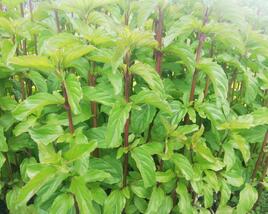 Máta peprná 'Basil Mint'