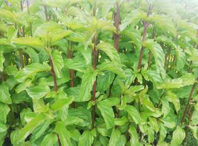 Máta peprná 'Basil Mint' - Mentha piperita 'Basil Mint'