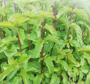 Máta peprná 'Basil Mint' - Mentha piperita 'Basil Mint'