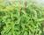 Máta peprná 'Basil Mint'