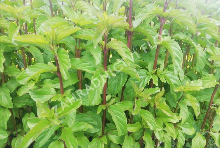Máta peprná 'Basil Mint' - Mentha piperita 'Basil Mint'