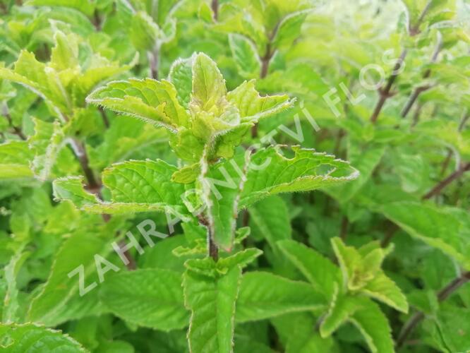 Máta klasnatá 'Berries and Cream' - Mentha spicata 'Berries and Cream'