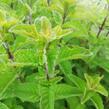 Máta klasnatá 'Berries and Cream' - Mentha spicata 'Berries and Cream'