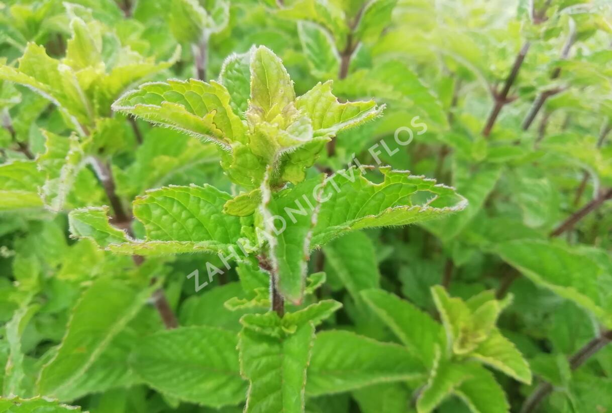 Máta klasnatá 'Berries and Cream' - Mentha spicata 'Berries and Cream'