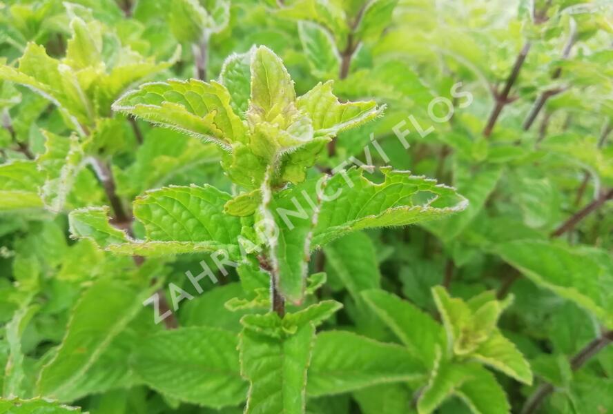 Máta klasnatá 'Berries and Cream' - Mentha spicata 'Berries and Cream'