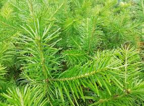 Jedle sibiřská - Abies sibirica