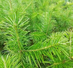 Jedle sibiřská - Abies sibirica