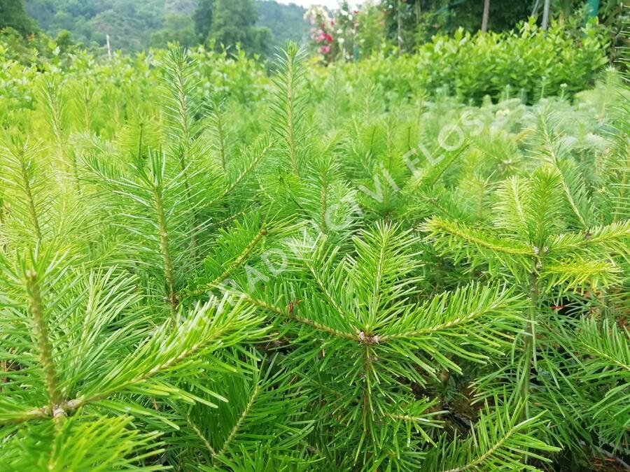 Jedle sibiřská - Abies sibirica