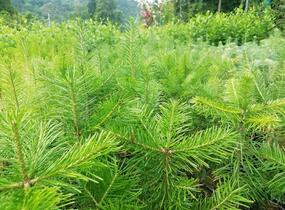 Jedle sibiřská - Abies sibirica
