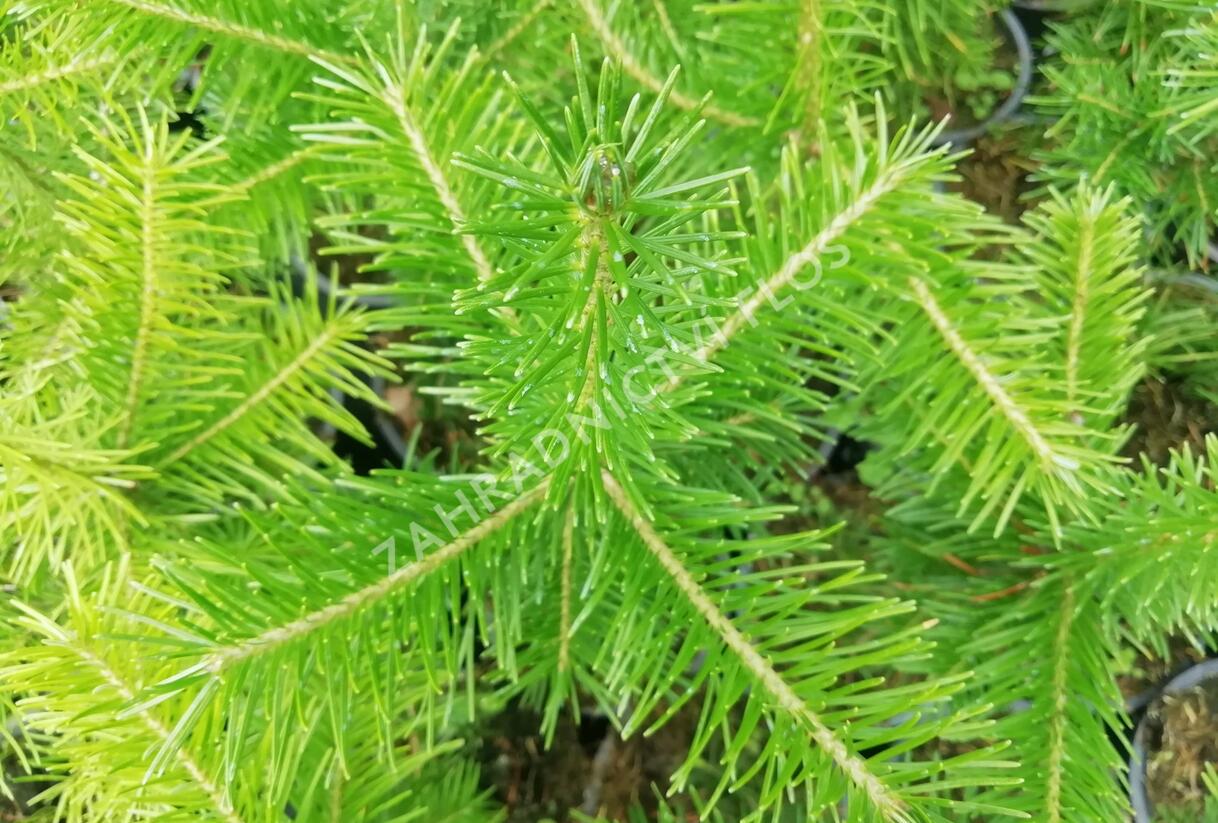 Jedle sibiřská - Abies sibirica