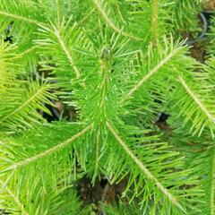 Jedle sibiřská - Abies sibirica