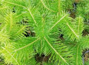 Jedle sibiřská - Abies sibirica