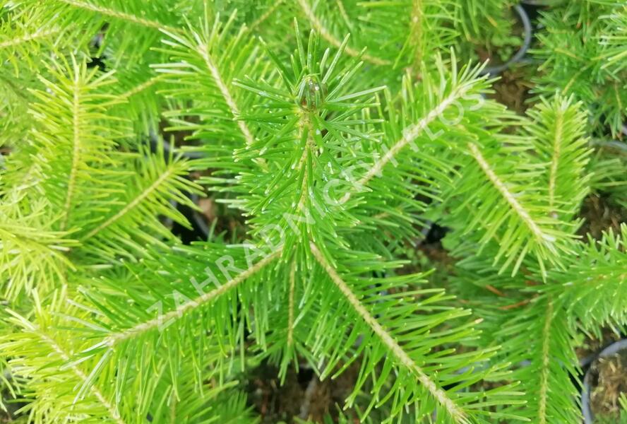 Jedle sibiřská - Abies sibirica