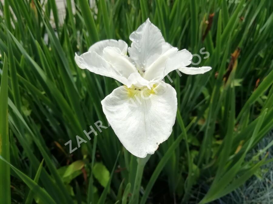 Kosatec sibiřský 'Esther C.D.M.' - Iris sibirica 'Esther C.D.M.'