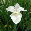 Kosatec sibiřský 'Esther C.D.M.' - Iris sibirica 'Esther C.D.M.'