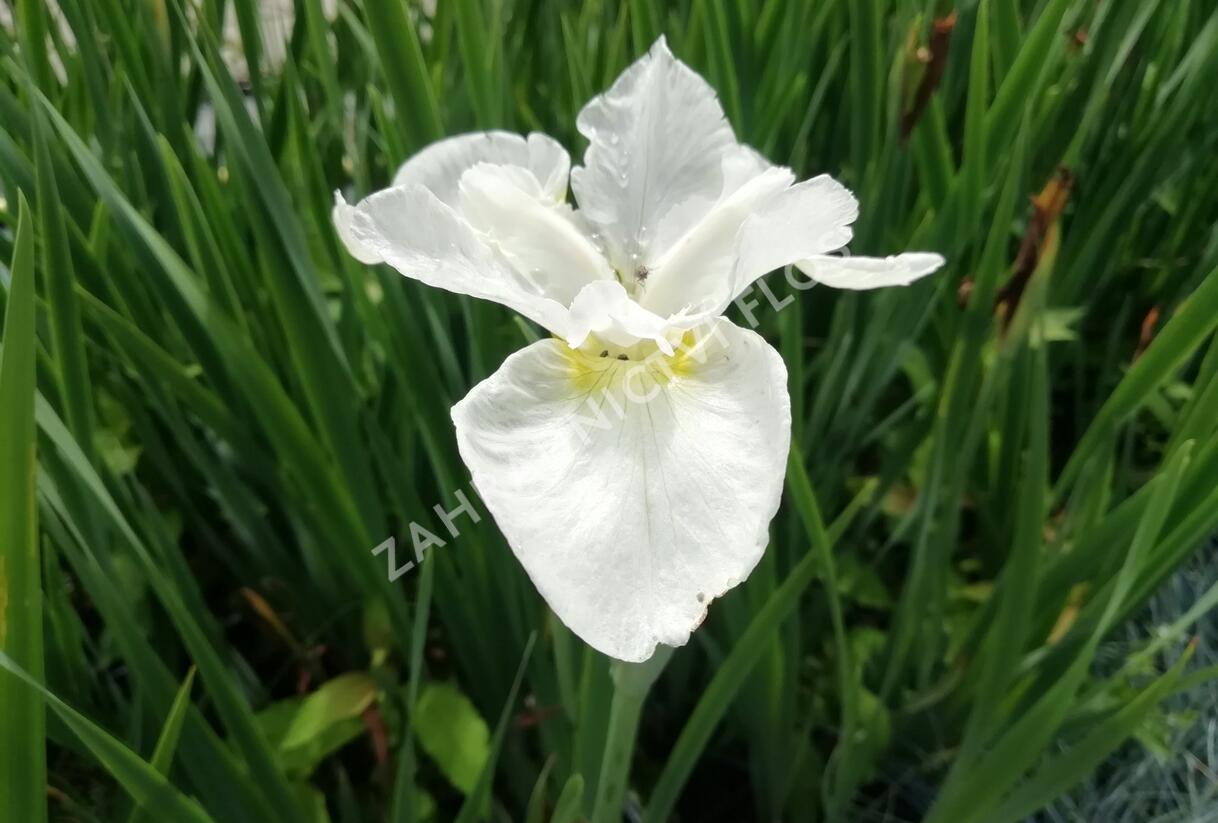 Kosatec sibiřský 'Esther C.D.M.' - Iris sibirica 'Esther C.D.M.'