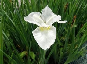 Kosatec sibiřský 'Esther C.D.M.' - Iris sibirica 'Esther C.D.M.'