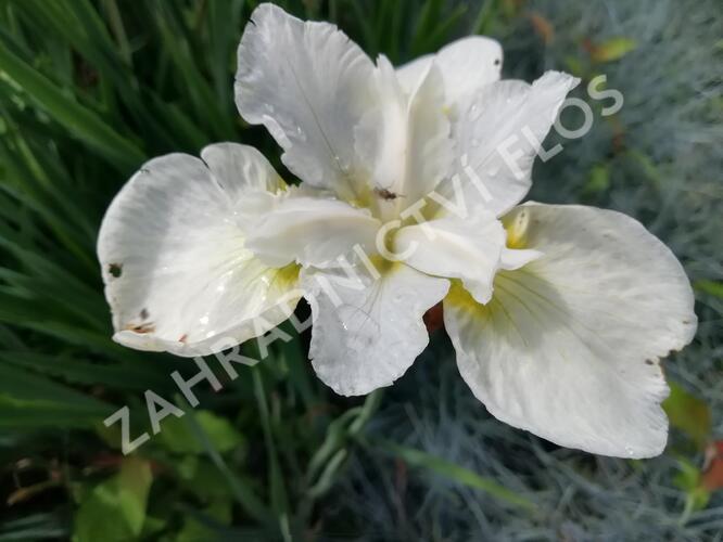 Kosatec sibiřský 'Esther C.D.M.' - Iris sibirica 'Esther C.D.M.'