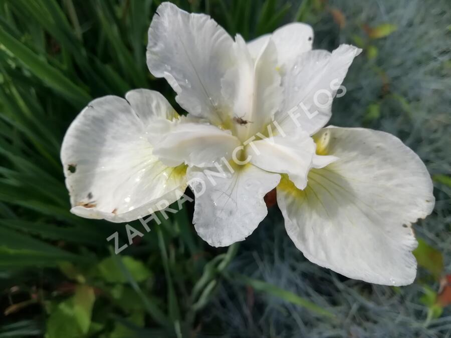 Kosatec sibiřský 'Esther C.D.M.' - Iris sibirica 'Esther C.D.M.'