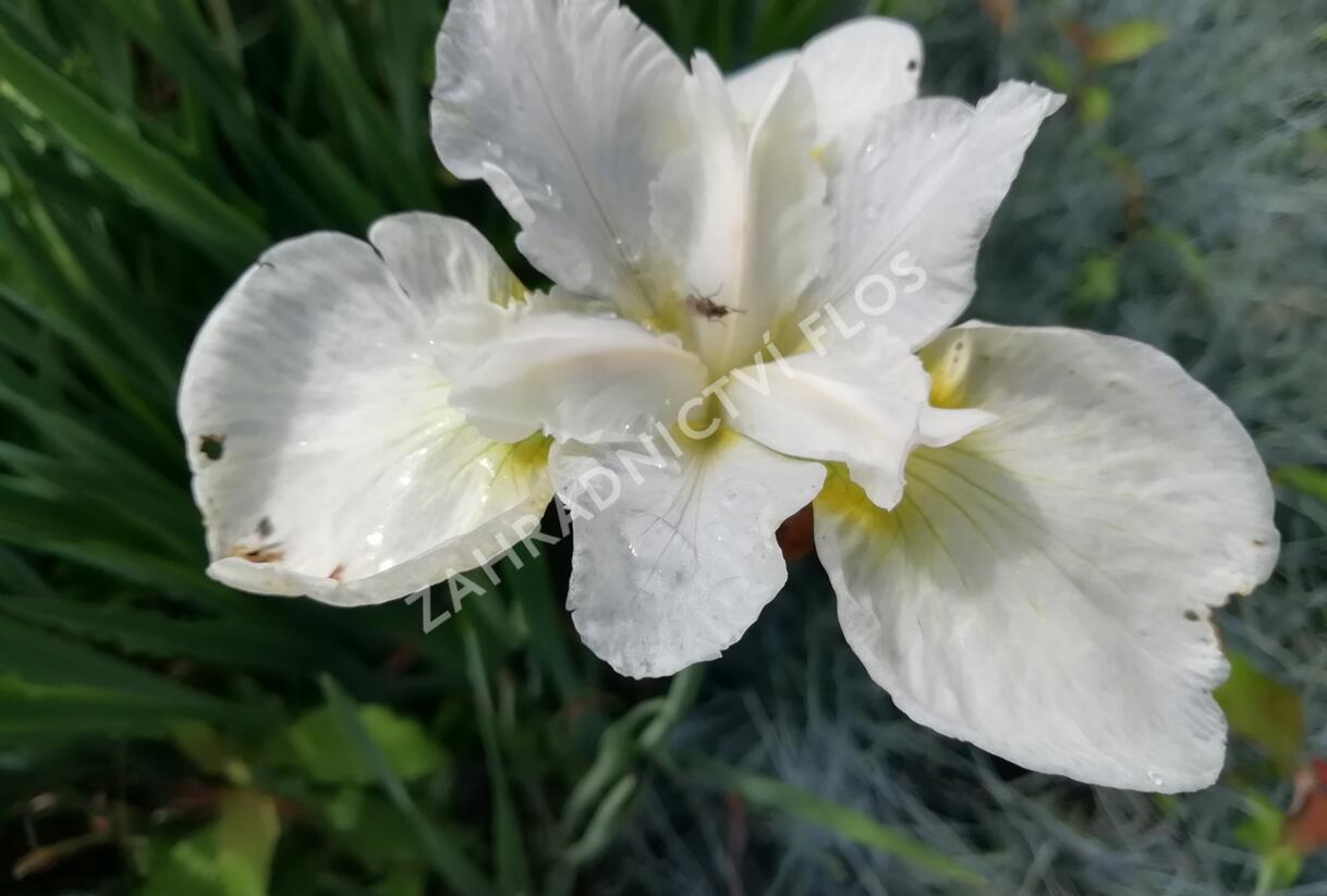 Kosatec sibiřský 'Esther C.D.M.' - Iris sibirica 'Esther C.D.M.'