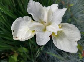 Kosatec sibiřský 'Esther C.D.M.' - Iris sibirica 'Esther C.D.M.'