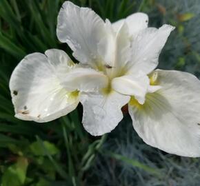 Kosatec sibiřský 'Esther C.D.M.' - Iris sibirica 'Esther C.D.M.'