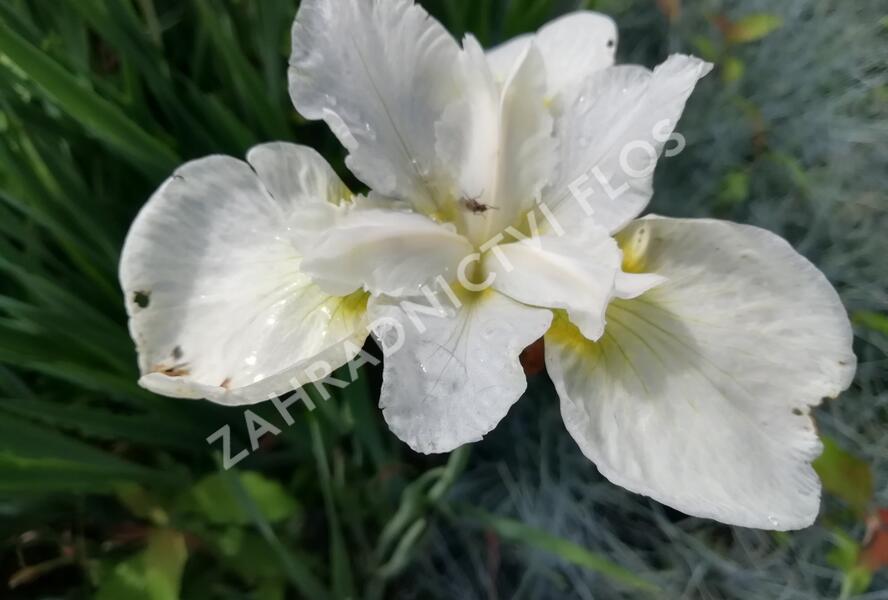 Kosatec sibiřský 'Esther C.D.M.' - Iris sibirica 'Esther C.D.M.'