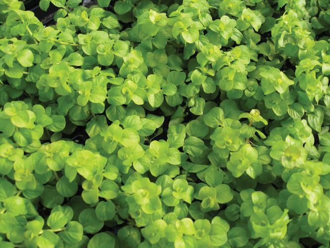 Vrbina penízková 'Creeping Jenny Green' - Lysimachia nummularia 'Creeping Jenny Green'