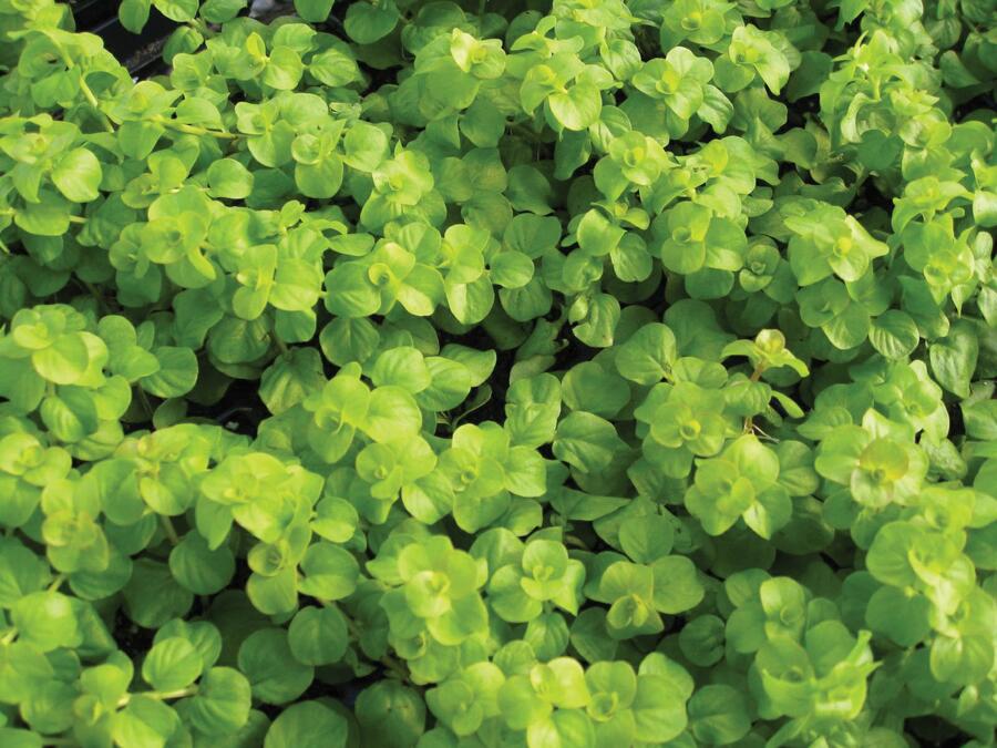 Vrbina penízková 'Creeping Jenny Green' - Lysimachia nummularia 'Creeping Jenny Green'