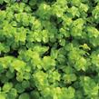 Vrbina penízková 'Creeping Jenny Green' - Lysimachia nummularia 'Creeping Jenny Green'