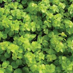Vrbina penízková 'Creeping Jenny Green' - Lysimachia nummularia 'Creeping Jenny Green'