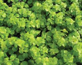 Vrbina penízková 'Creeping Jenny Green'