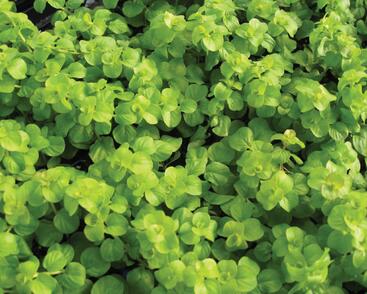 Vrbina penízková 'Creeping Jenny Green'
