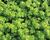 Vrbina penízková 'Creeping Jenny Green'