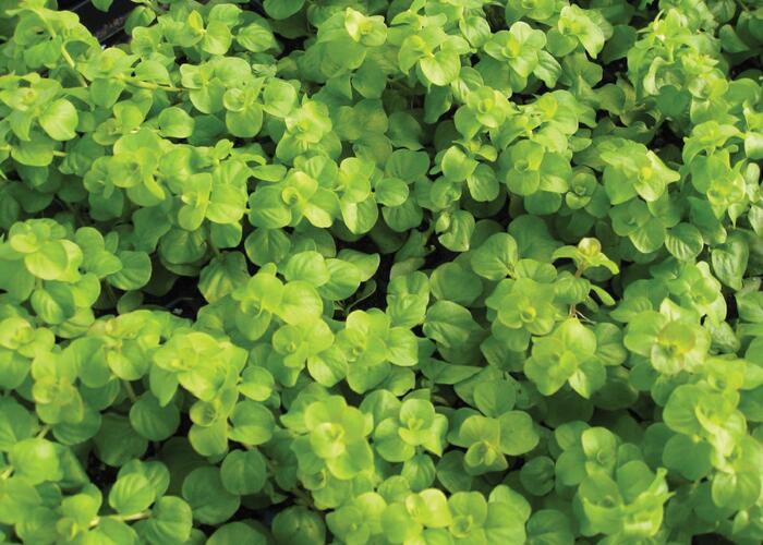 Vrbina penízková 'Creeping Jenny Green' - Lysimachia nummularia 'Creeping Jenny Green'