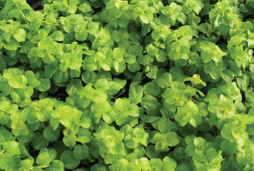 Vrbina penízková 'Creeping Jenny Green' - Lysimachia nummularia 'Creeping Jenny Green'