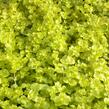 Vrbina penízková 'Creeping Jenny Yellow' - Lysimachia nummularia 'Creeping Jenny Yellow'