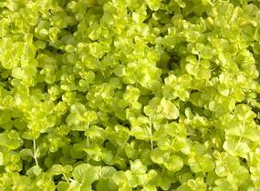 Vrbina penízková 'Creeping Jenny Yellow' - Lysimachia nummularia 'Creeping Jenny Yellow'