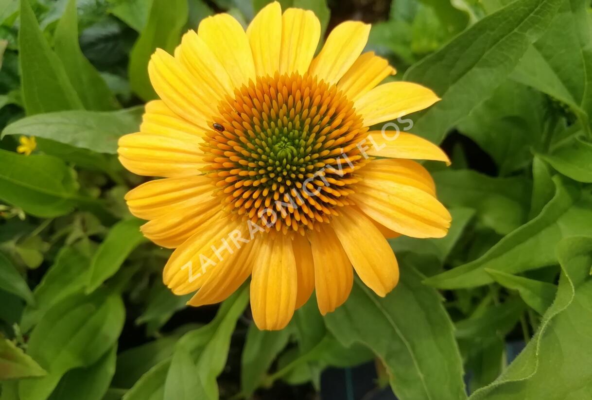 Třapatkovka nachová 'Tweety' - Echinacea purpurea 'Tweety'