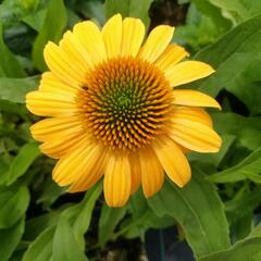 Třapatkovka nachová 'Tweety' - Echinacea purpurea 'Tweety'