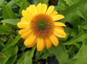 Třapatkovka nachová 'Tweety' - Echinacea purpurea 'Tweety'