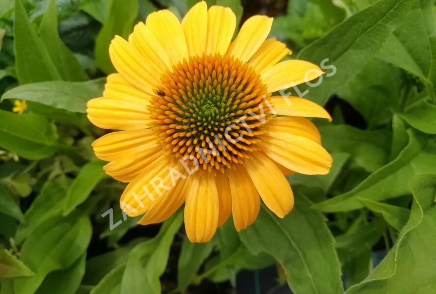 Třapatkovka nachová 'Tweety' - Echinacea purpurea 'Tweety'