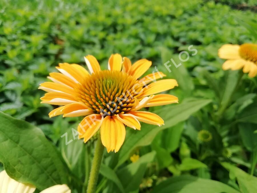 Třapatkovka nachová 'Tweety' - Echinacea purpurea 'Tweety'
